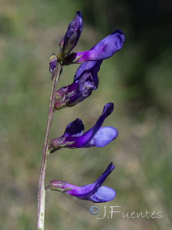 Vicia onobrychioides.21