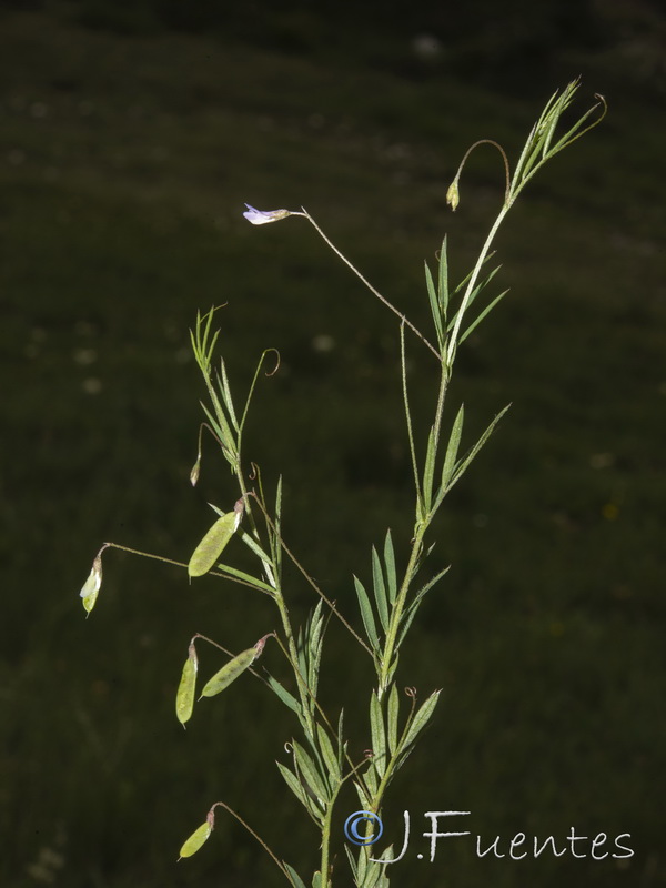 Vicia parviflora.01