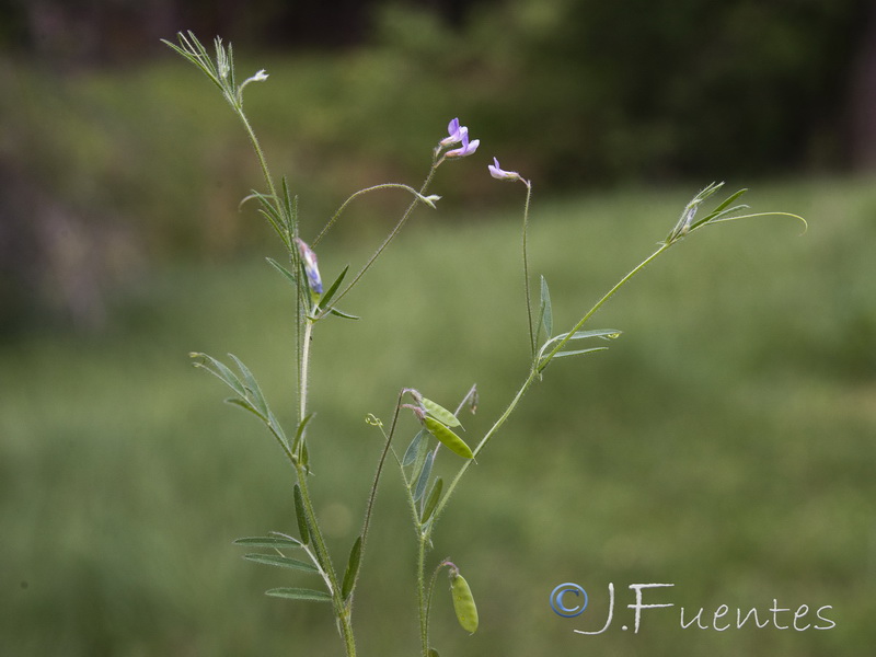 Vicia parviflora.02
