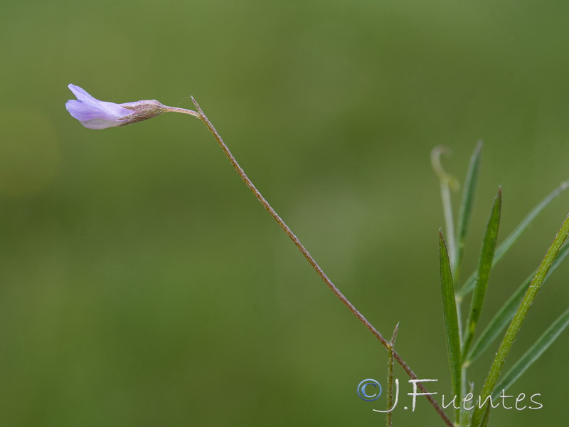 Vicia parviflora.04