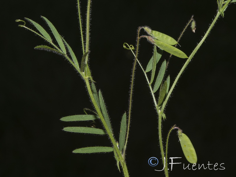Vicia parviflora.05