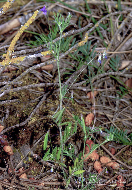 Vicia parviflora.06