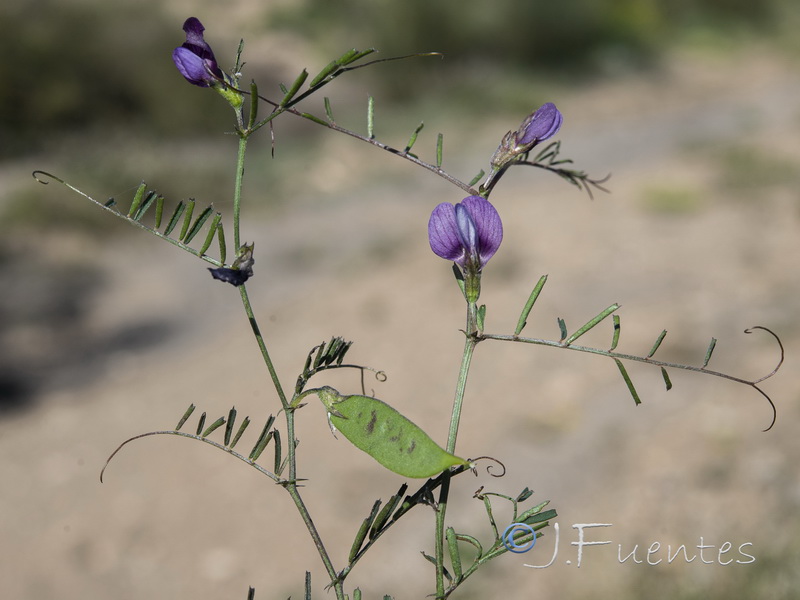 Vicia peregrina.01