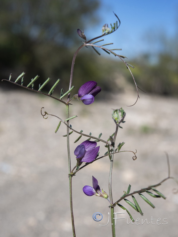 Vicia peregrina.02