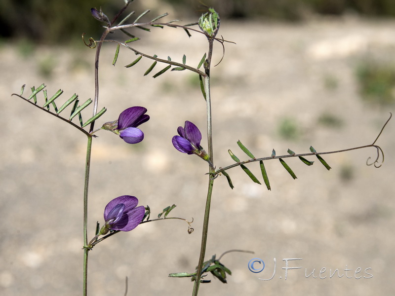 Vicia peregrina.03