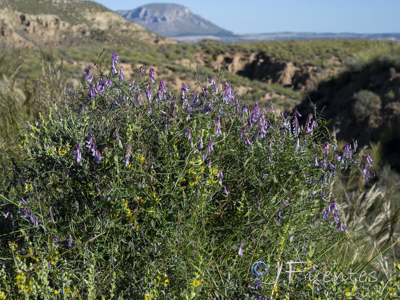 Vicia pseudocracca.01