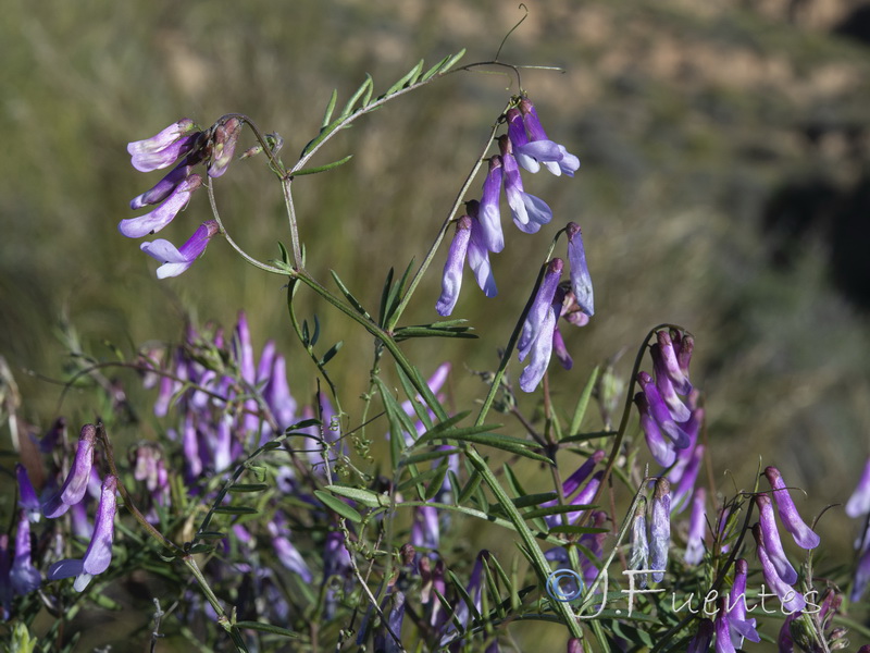 Vicia pseudocracca.02