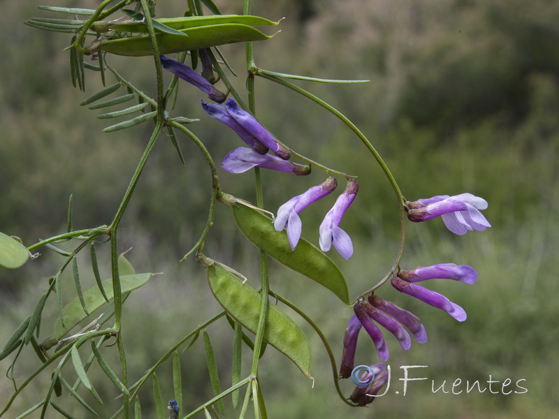 Vicia pseudocracca.03