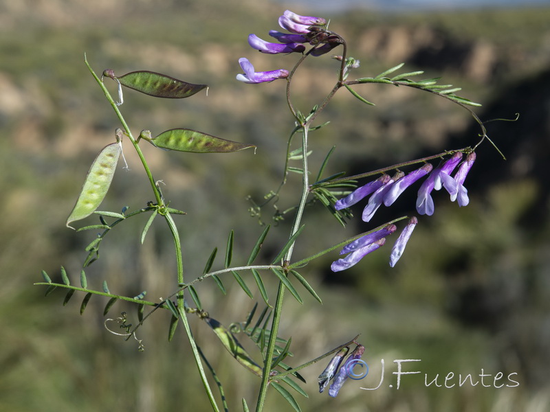 Vicia pseudocracca.04