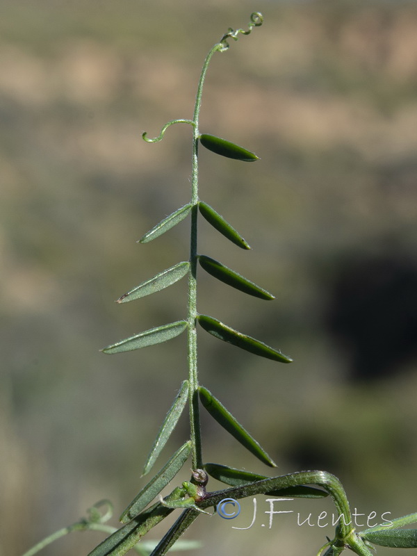 Vicia pseudocracca.05