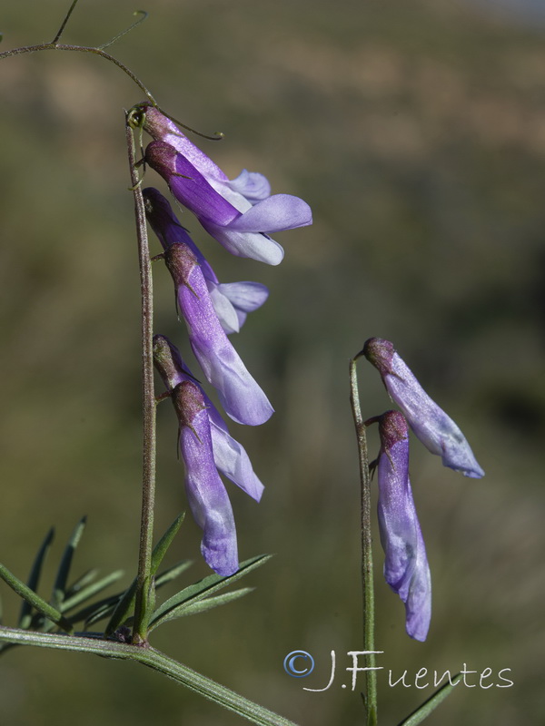 Vicia pseudocracca.06