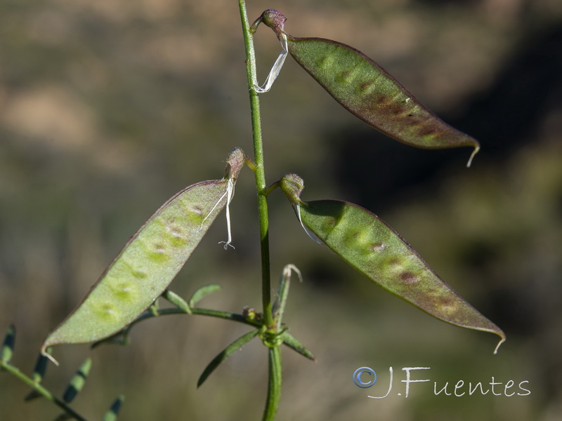 Vicia pseudocracca.07