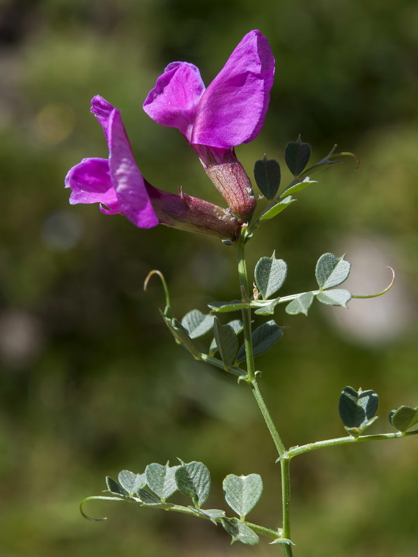 Vicia pyrenaica.02