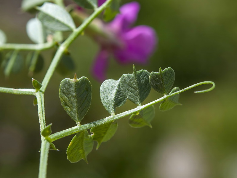 Vicia pyrenaica.03