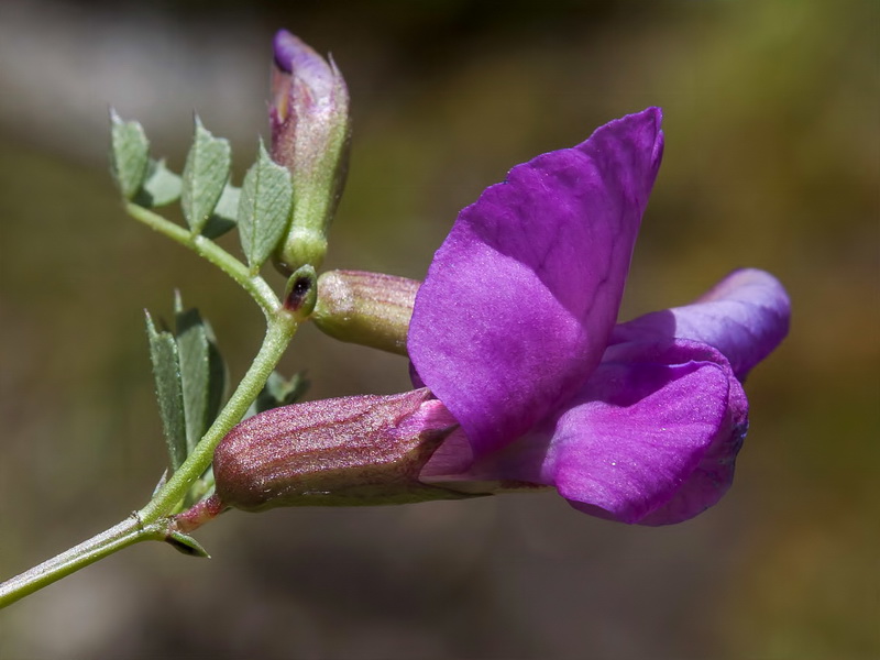 Vicia pyrenaica.04