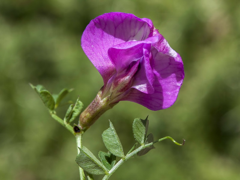Vicia pyrenaica.06