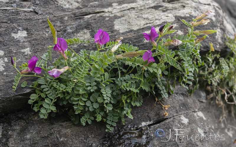 Vicia pyrenaica.10