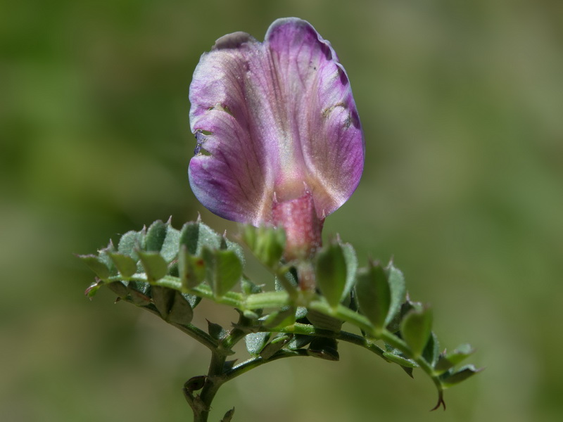 Vicia pyrenaica.16