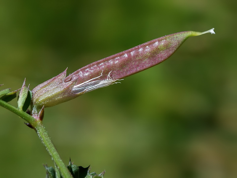 Vicia pyrenaica.20