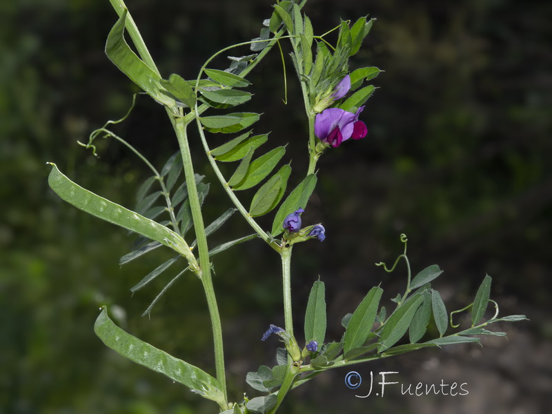 Vicia sativa macrocarpa.01