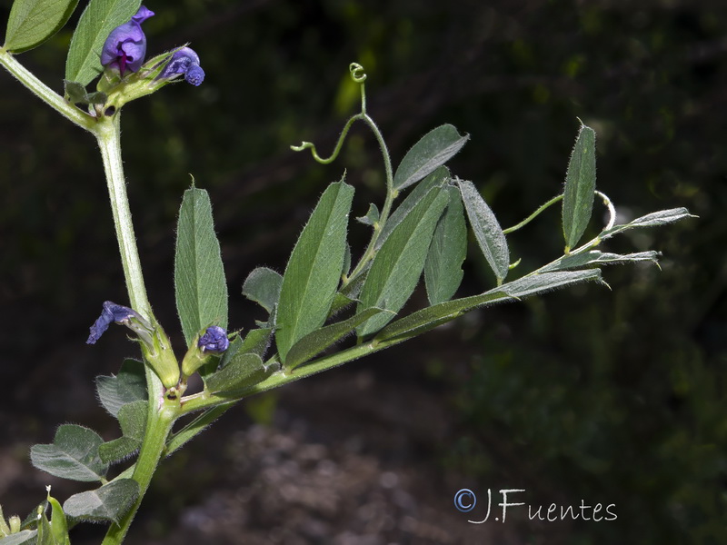 Vicia sativa macrocarpa.02