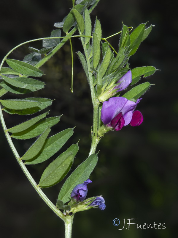 Vicia sativa macrocarpa.03
