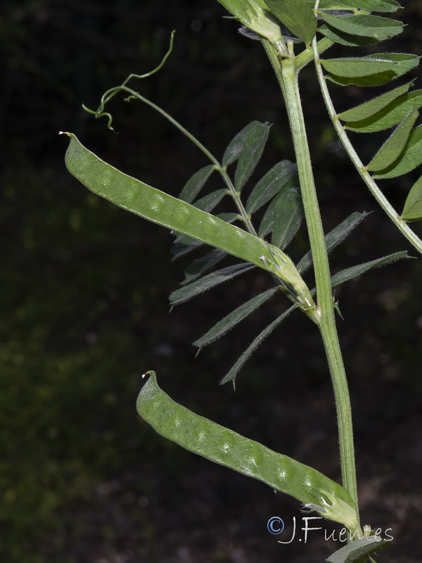 Vicia sativa macrocarpa.04