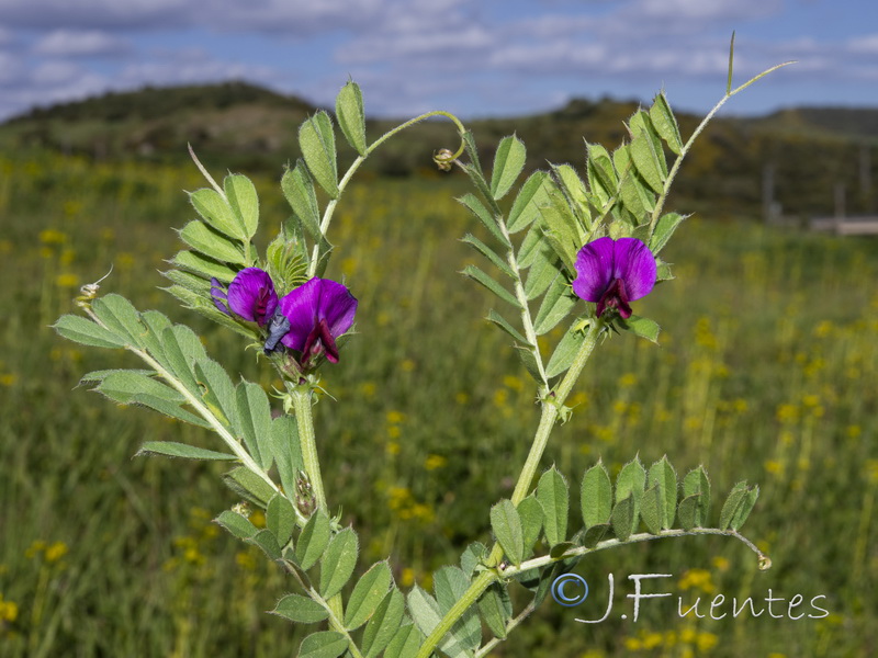 Vicia sativa sativa.01