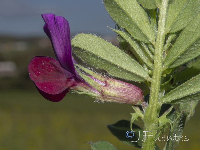 Vicia sativa sativa.03