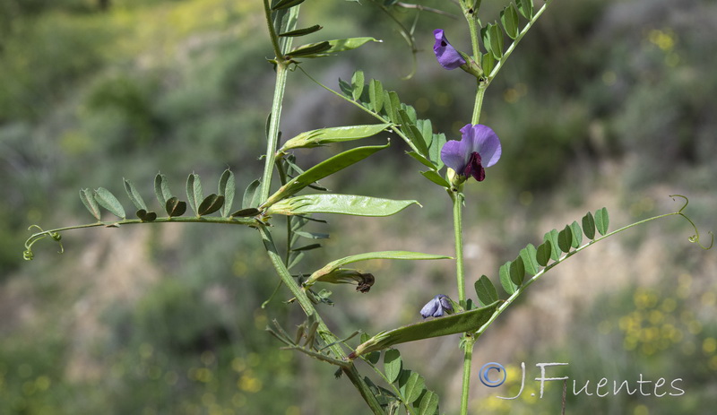 Vicia sativa sativa.04