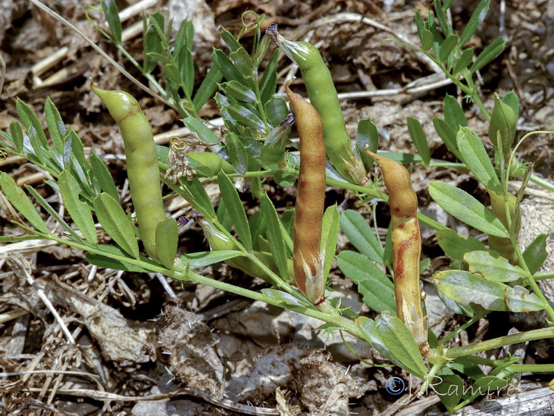 Vicia sativa sativa.06