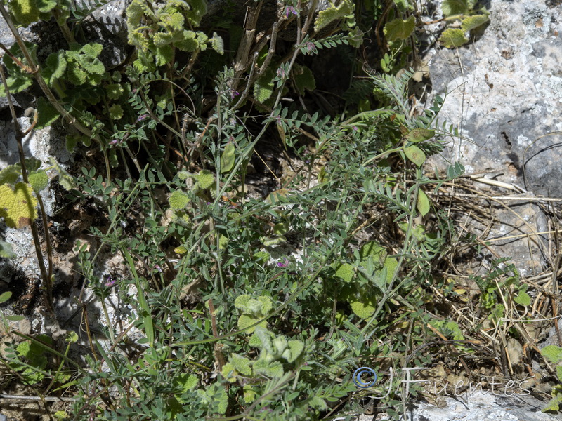 Vicia suberviformis.01