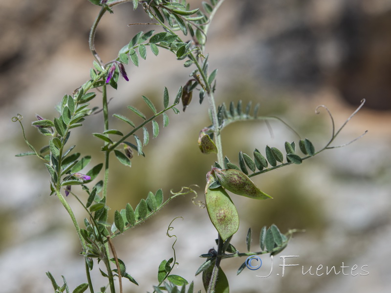 Vicia suberviformis.02