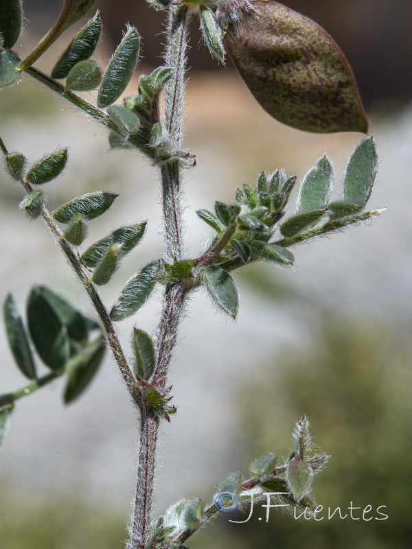 Vicia suberviformis.03