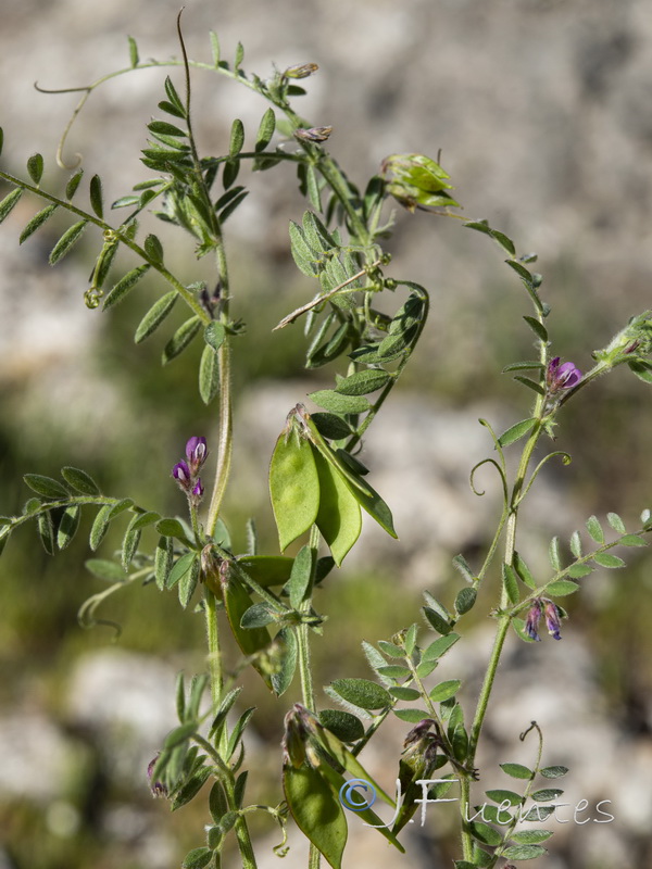 Vicia suberviformis.05