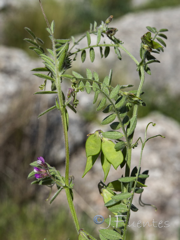 Vicia suberviformis.06