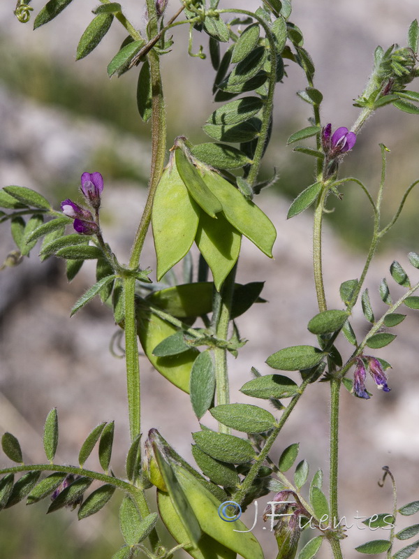 Vicia suberviformis.07