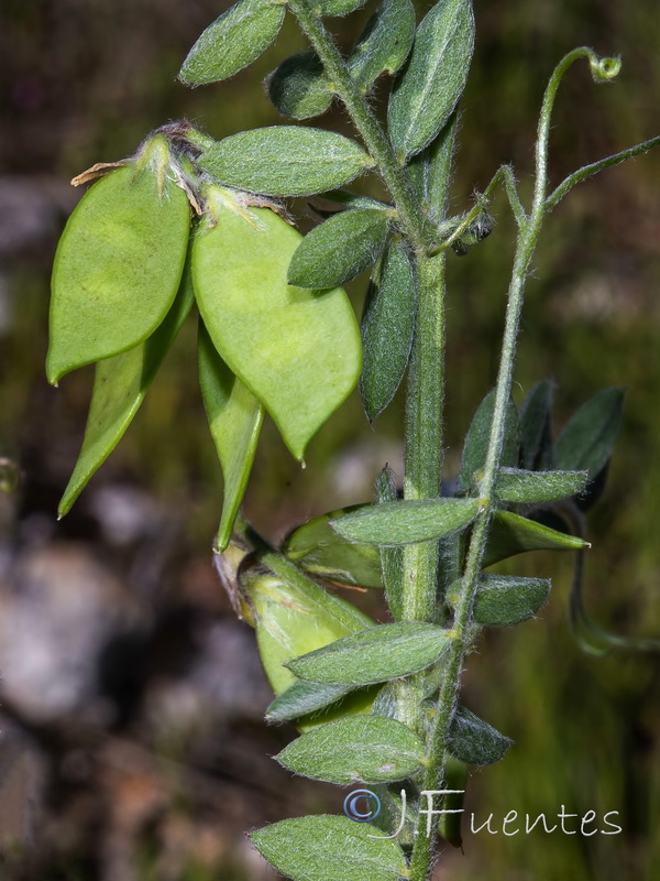 Vicia suberviformis.09