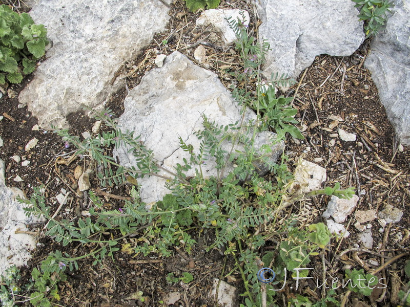 Vicia suberviformis.11
