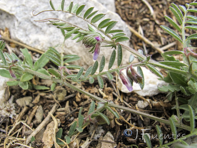 Vicia suberviformis.12