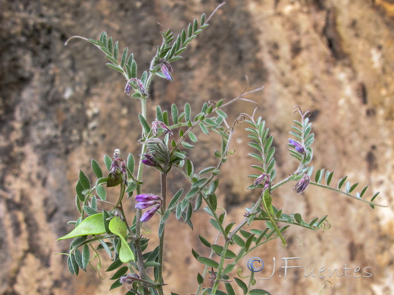 Vicia suberviformis.13