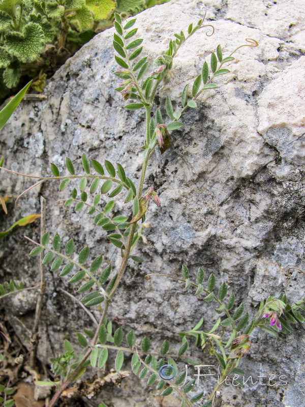 Vicia suberviformis.15