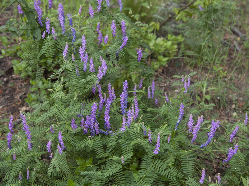 Vicia tenuifolia.01