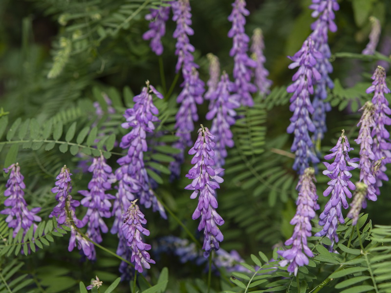 Vicia tenuifolia.02