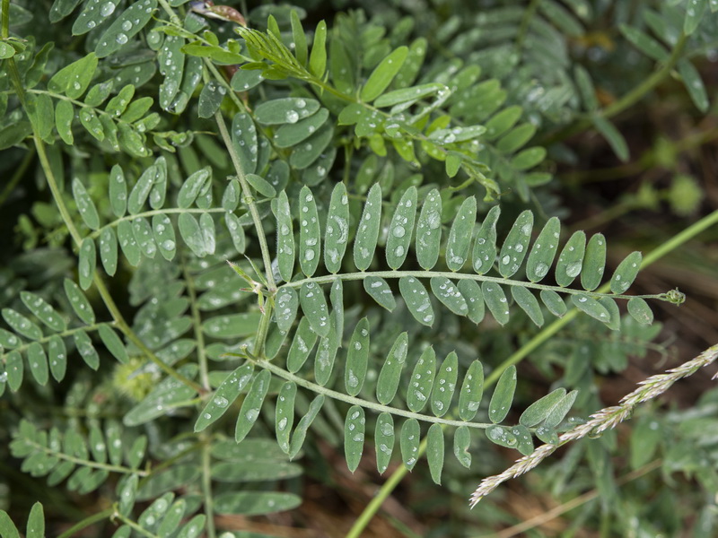 Vicia tenuifolia.03