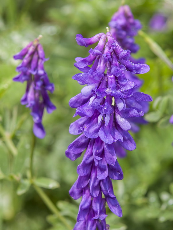 Vicia tenuifolia.05