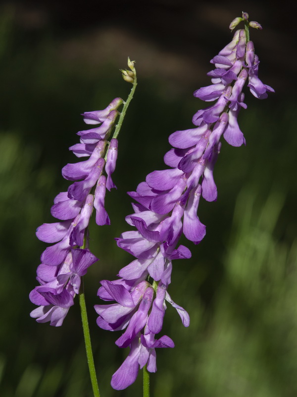 Vicia tenuifolia.06