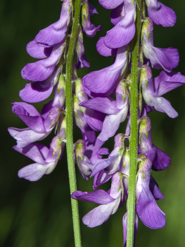 Vicia tenuifolia.09