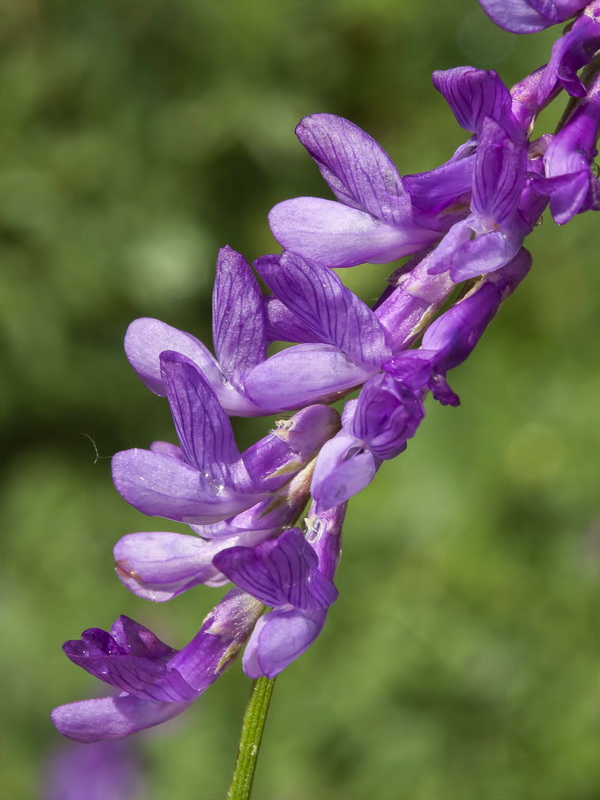 Vicia tenuifolia.10