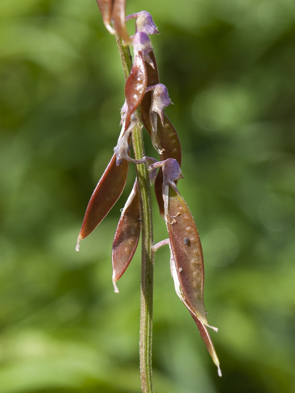 Vicia tenuifolia.13